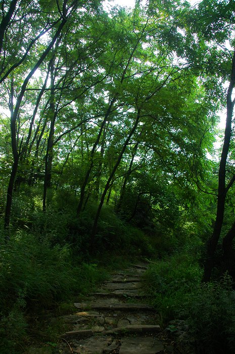 [聚焦天平山]树和亭