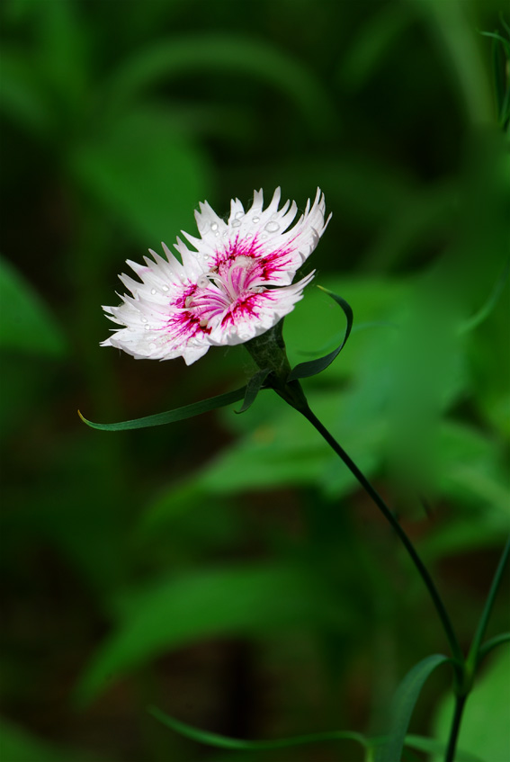小花