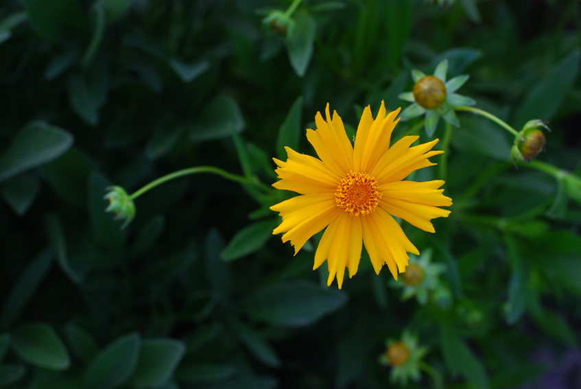 小花