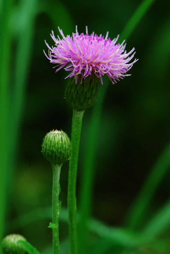 小花