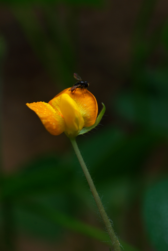 小花