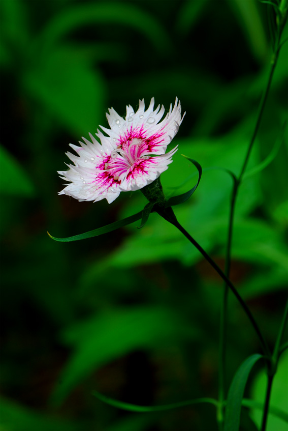 小花