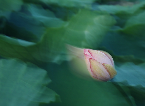 莲之梦呓