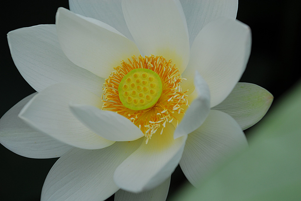 濮上荷花
