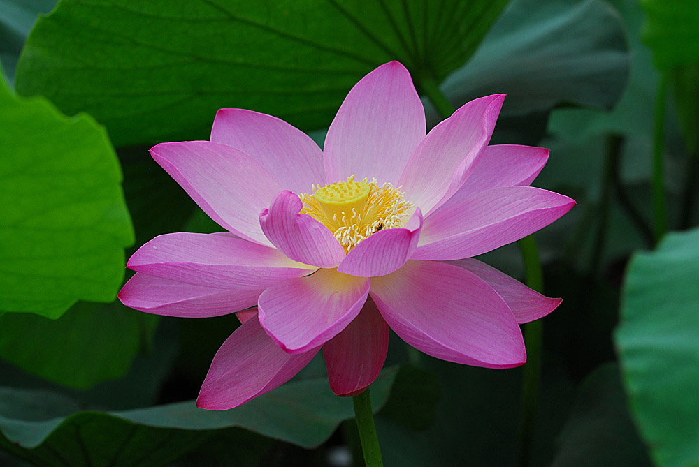 濮上荷花