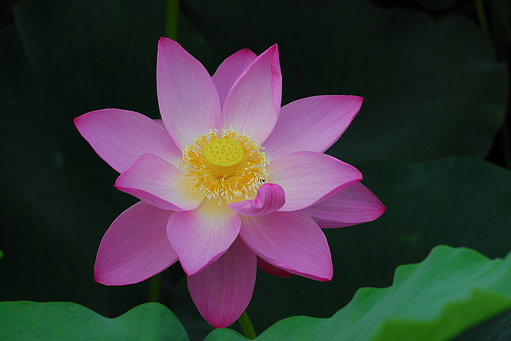 濮上荷花