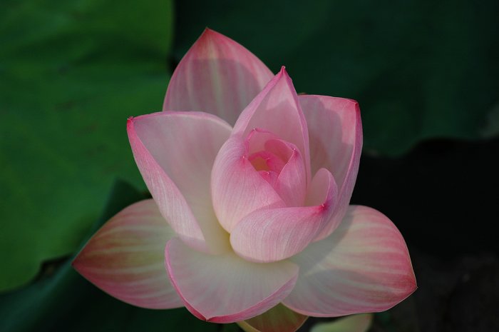濮上荷花今又开