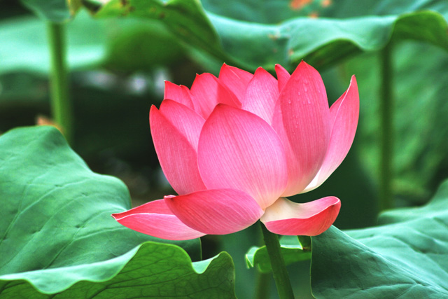 荷花