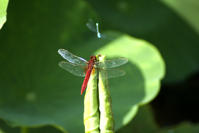 荷花