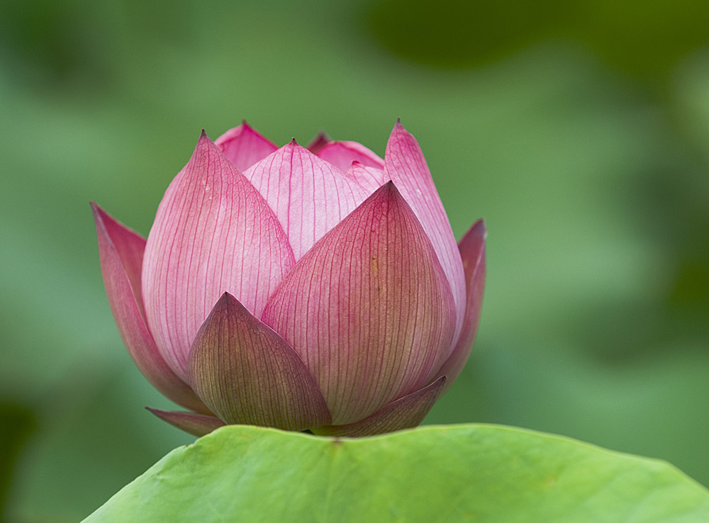 濮上荷花