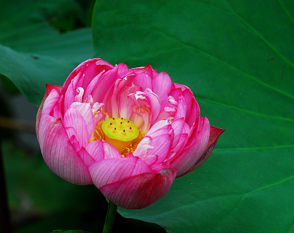 濮上荷花