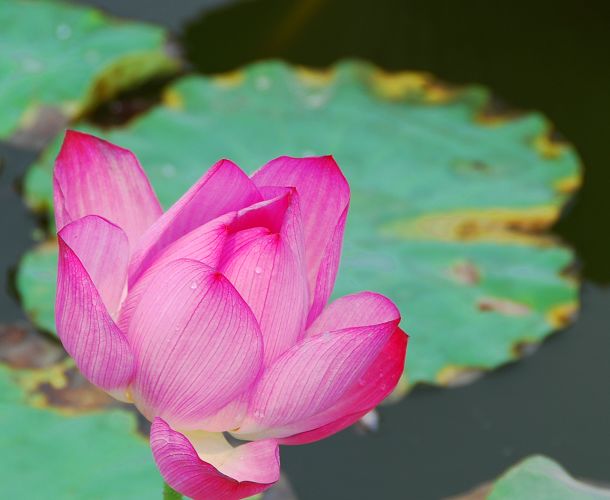 荷花韵