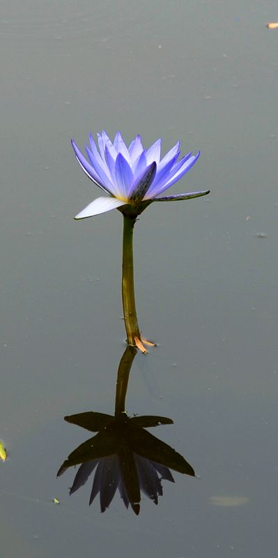 也发一组荷花韵