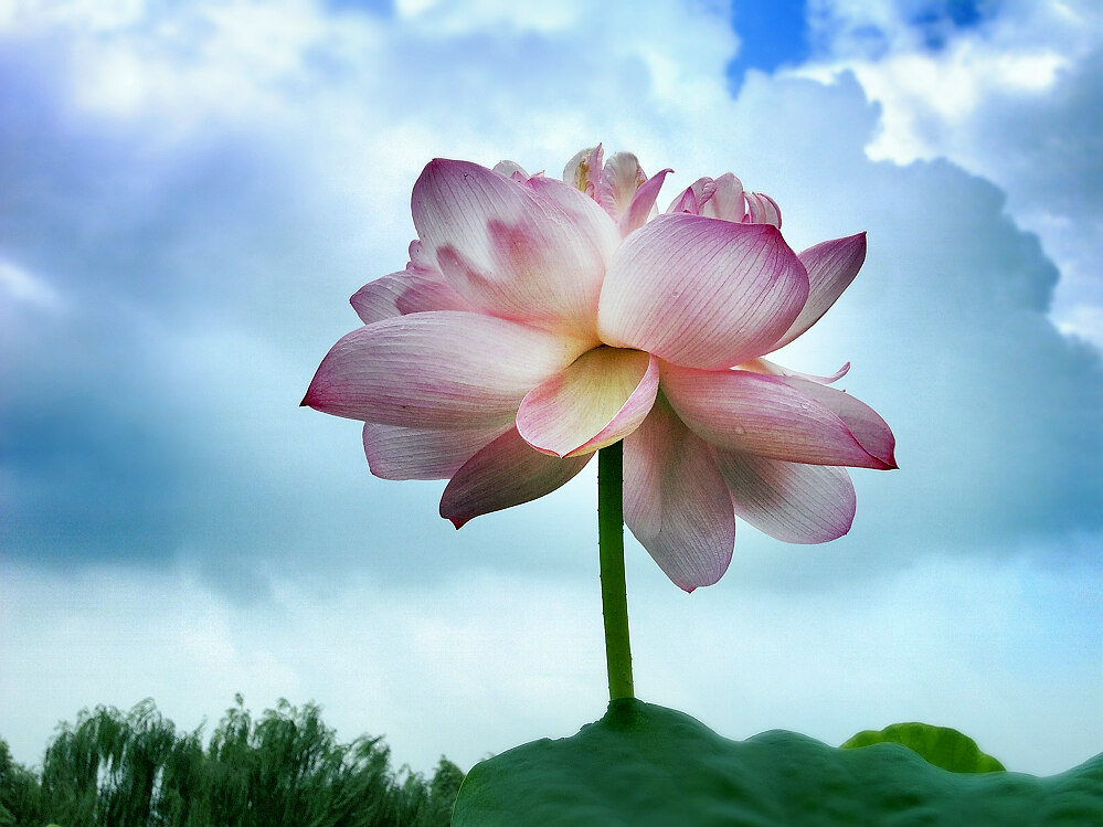荷花一组