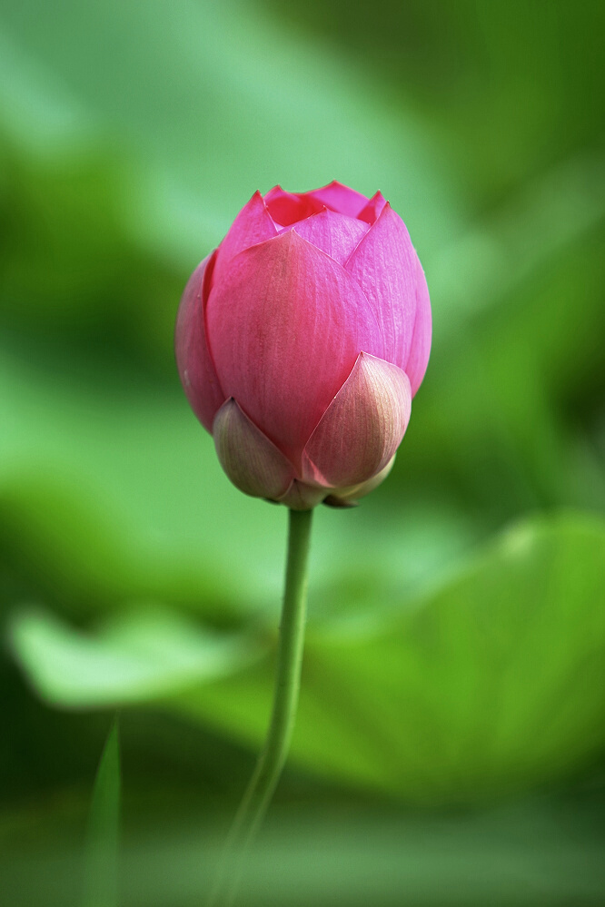 荷花一组