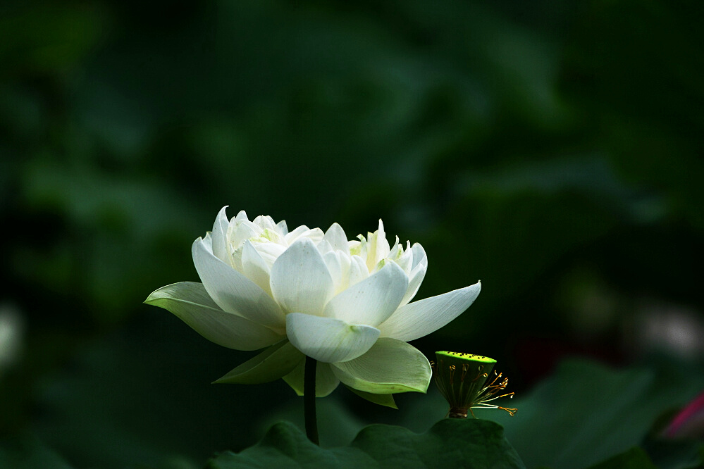荷花一组