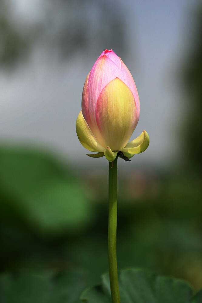 荷花一组
