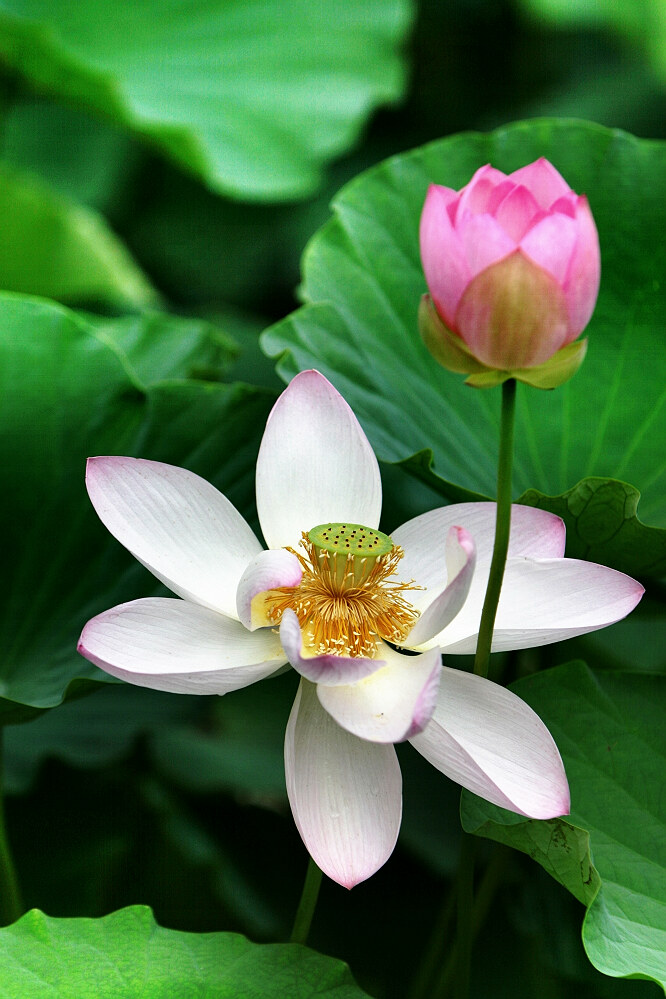 荷花一组
