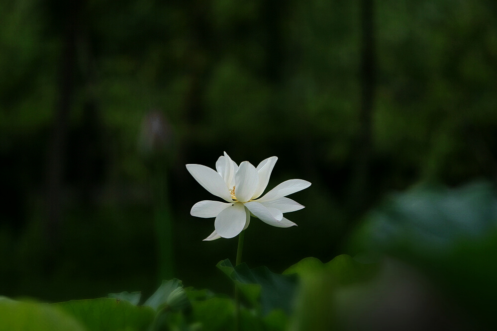 荷花一组