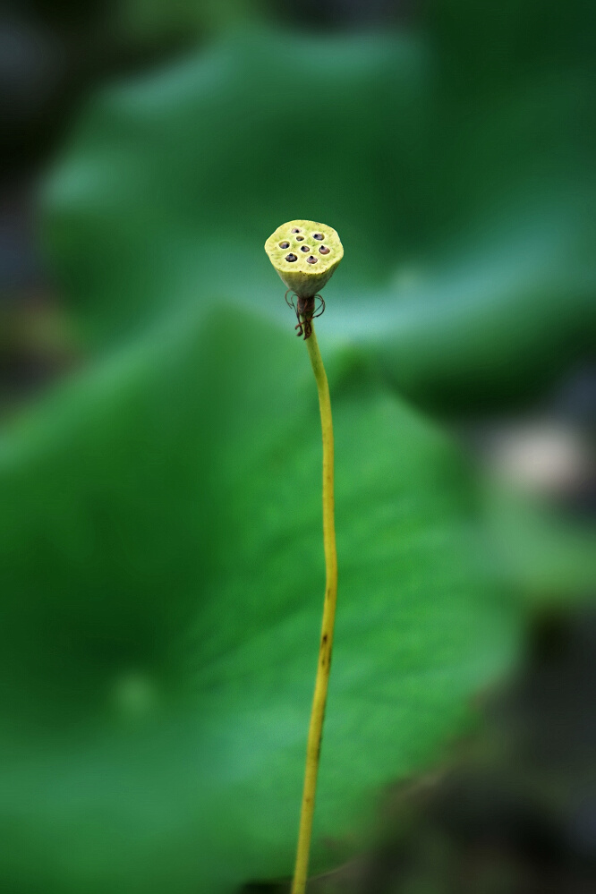 荷花一组