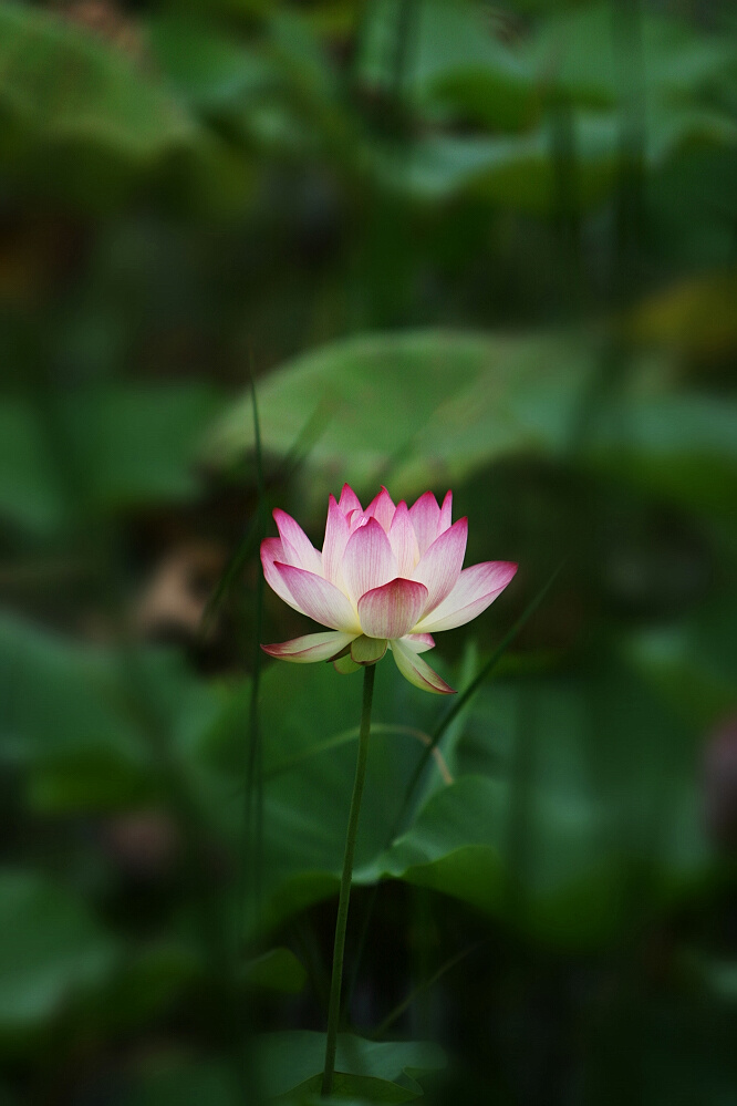 荷花一组