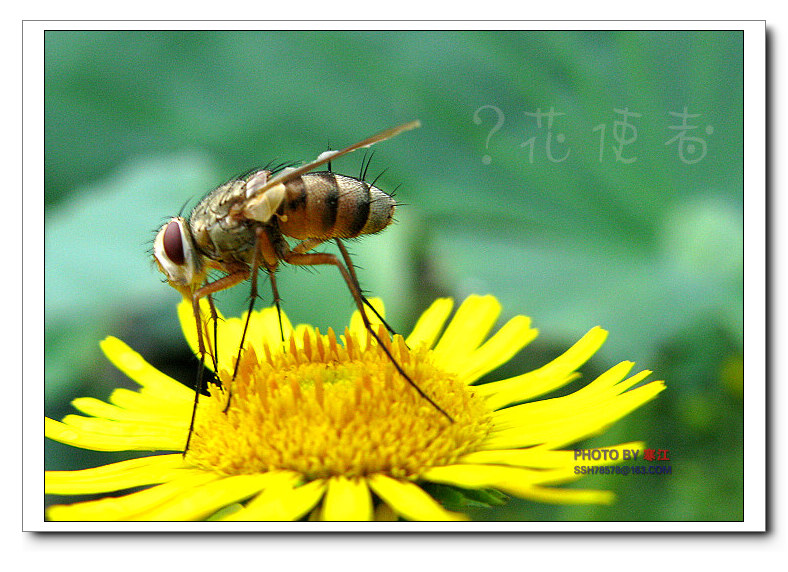 昆虫微距（G9）