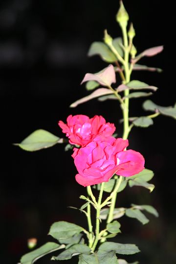 大龙看花