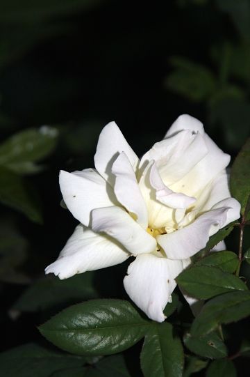 大龙看花
