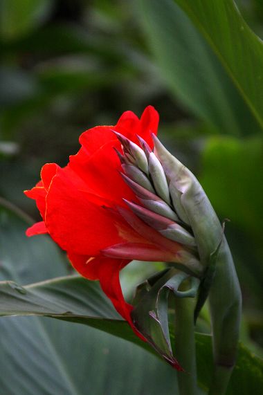 大龙看花