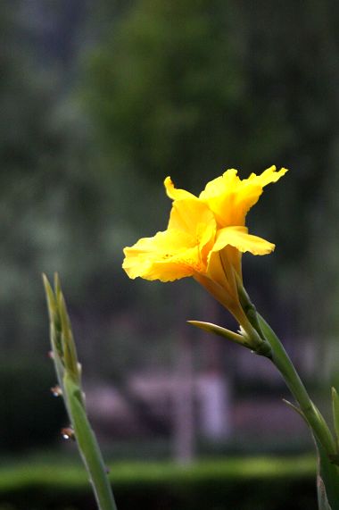 大龙看花