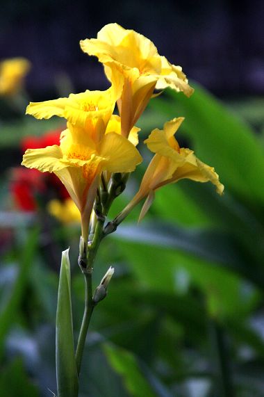 大龙看花