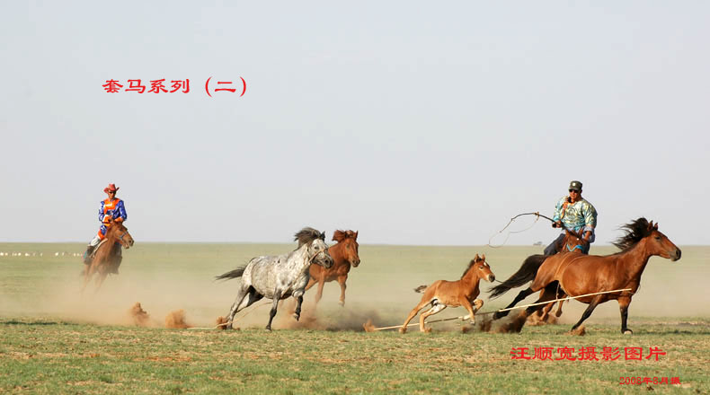 套马系列