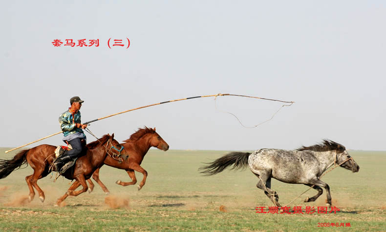 套马系列