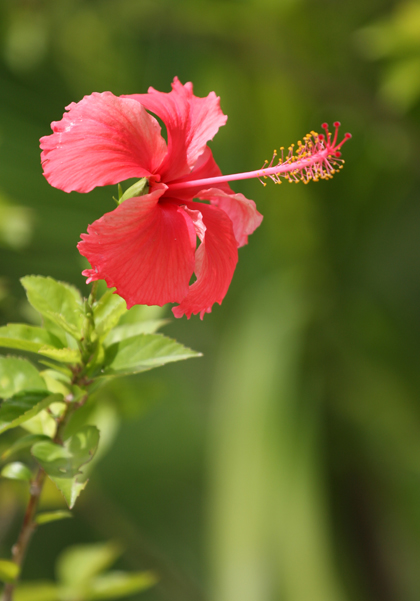 海南之花