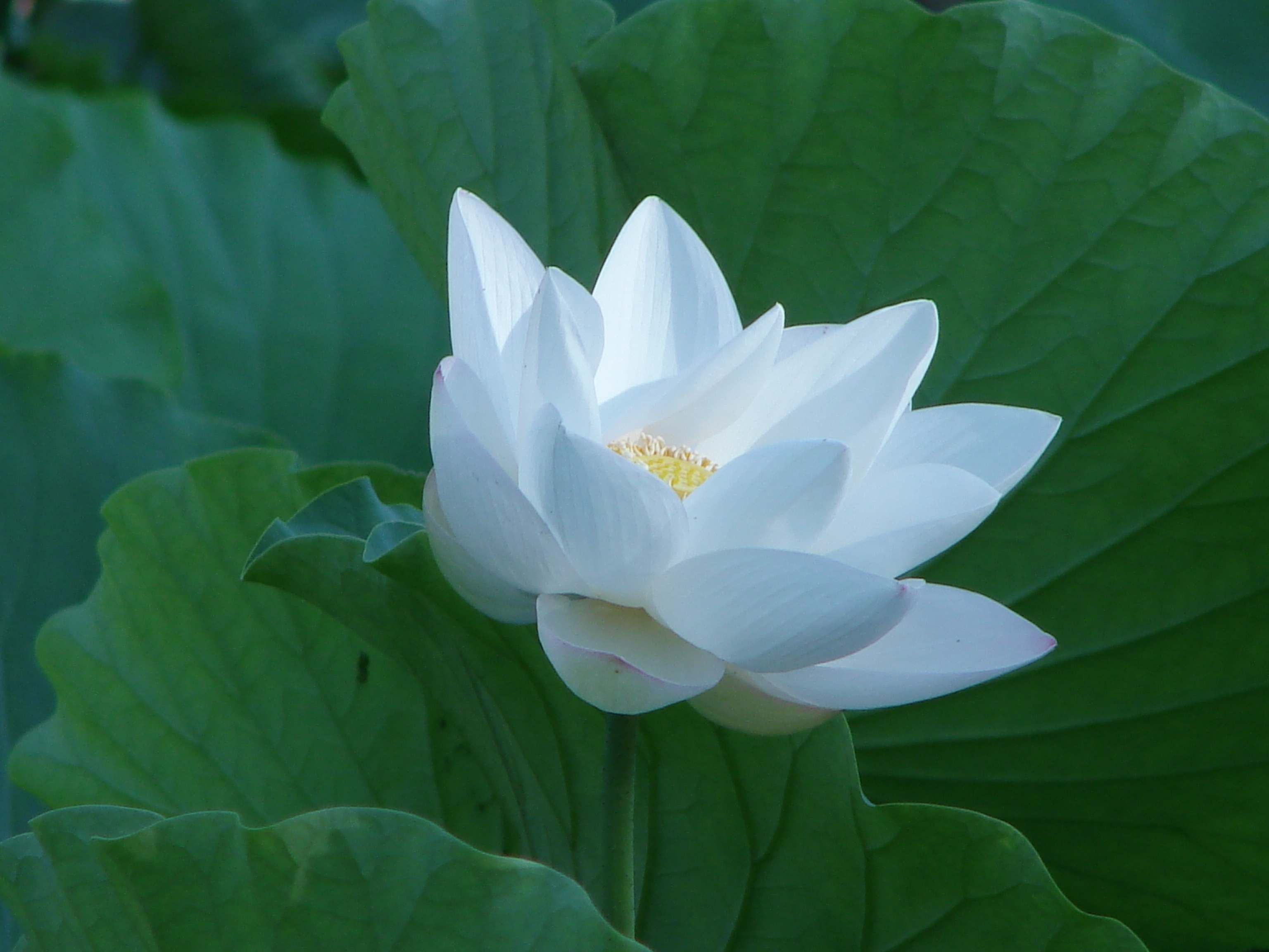 荷塘无月色