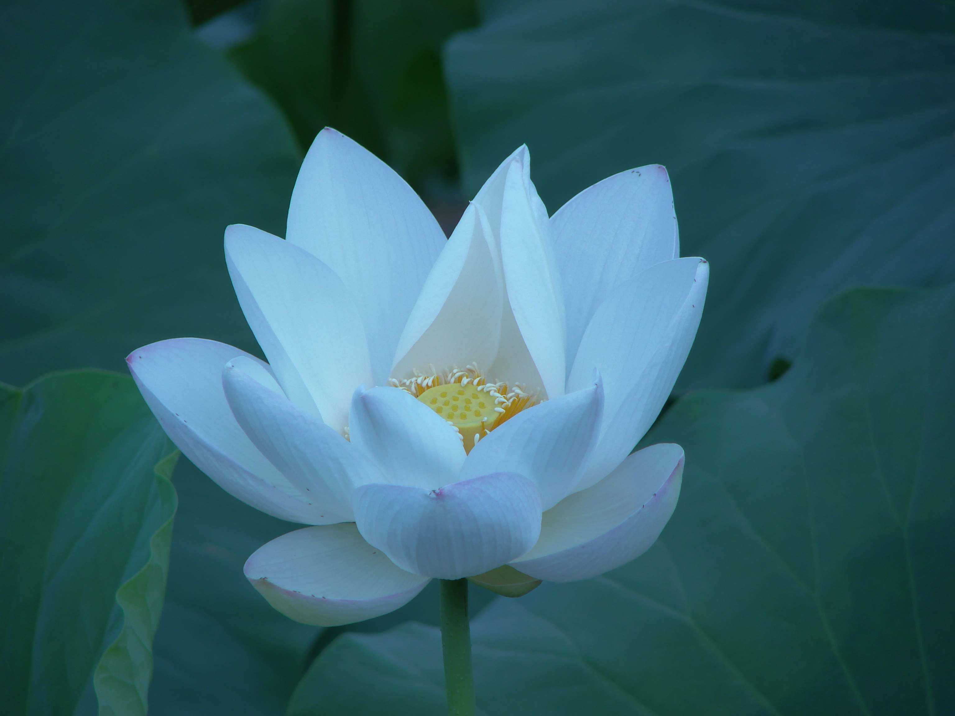 荷塘无月色