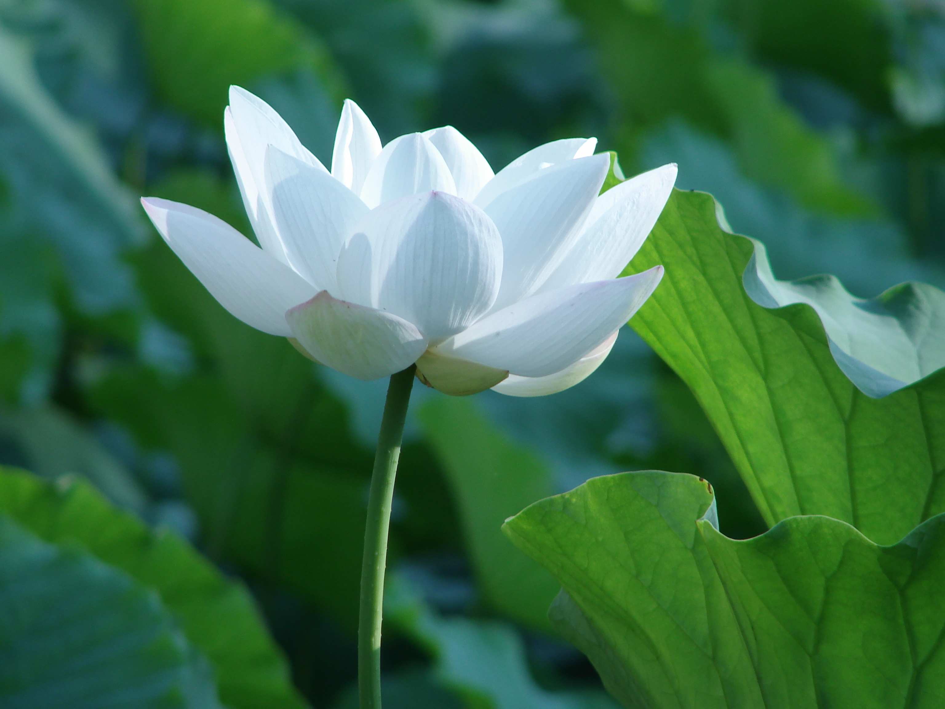 荷塘无月色