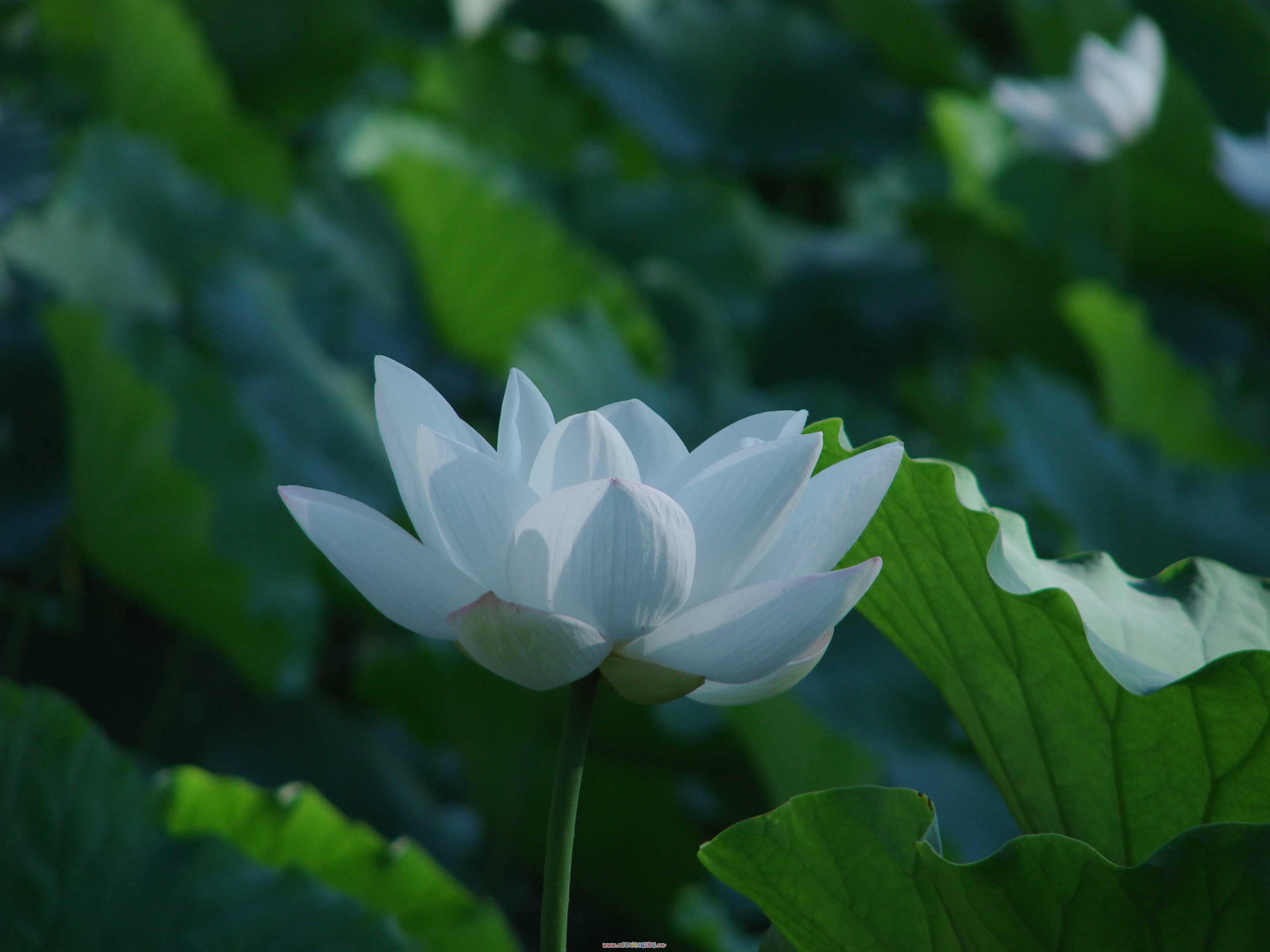 荷塘无月色