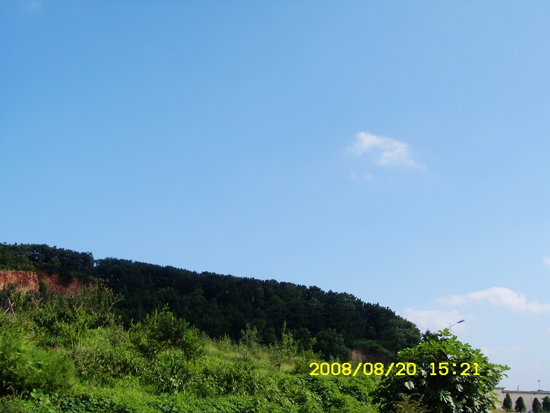 来俺山东拍天鹅