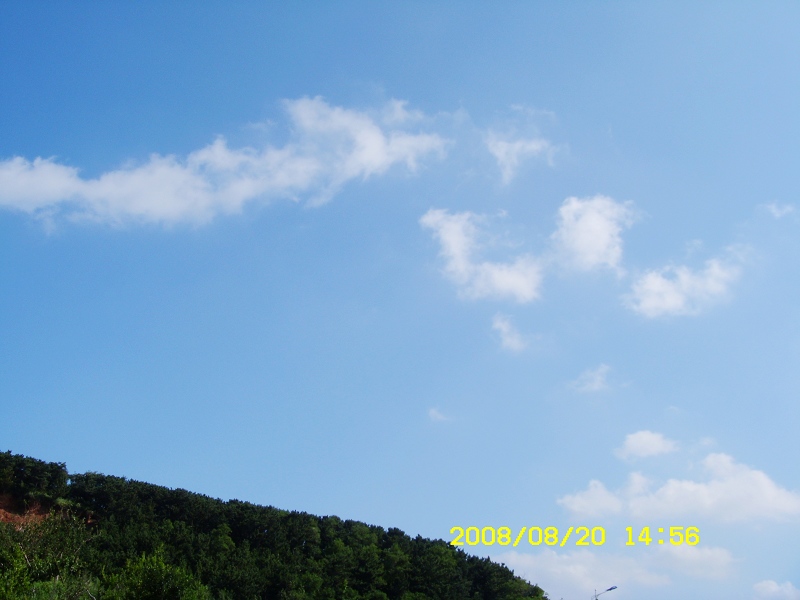 来俺山东拍天鹅