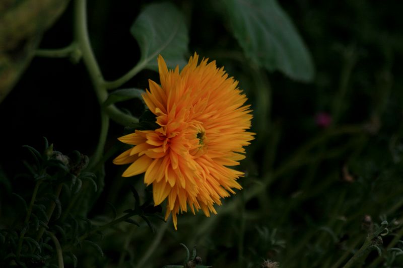 花花草草