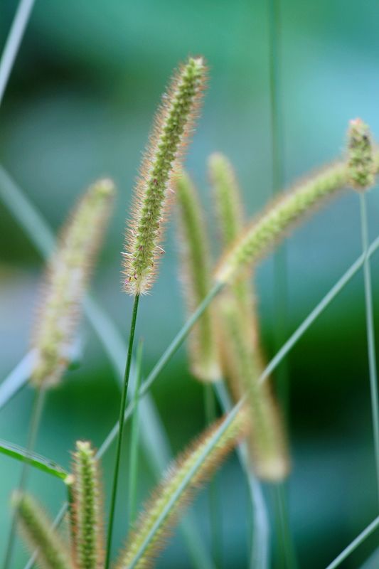 花花草草