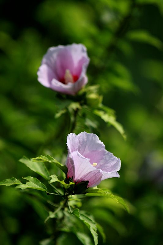 花花草草