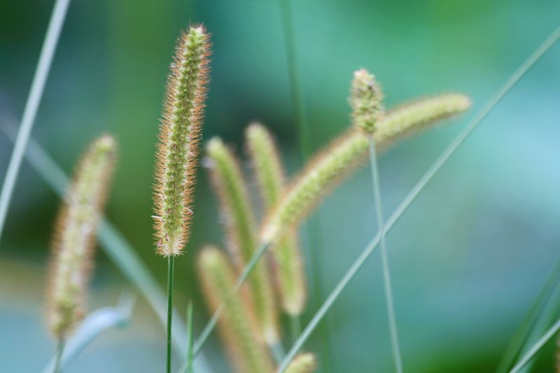 花花草草