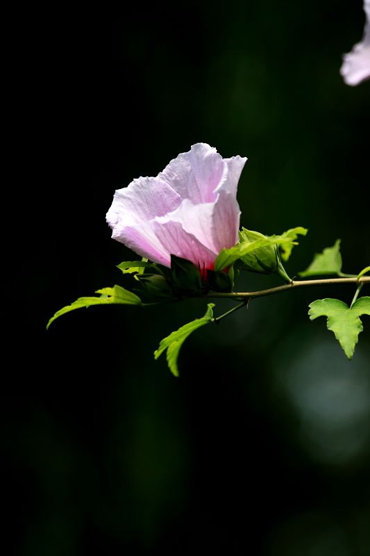 花花草草