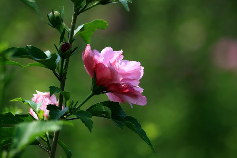 花花草草