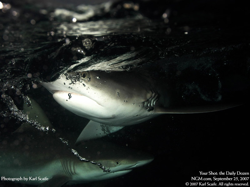 [转帖]美国国家地理杂誌每周精选图集