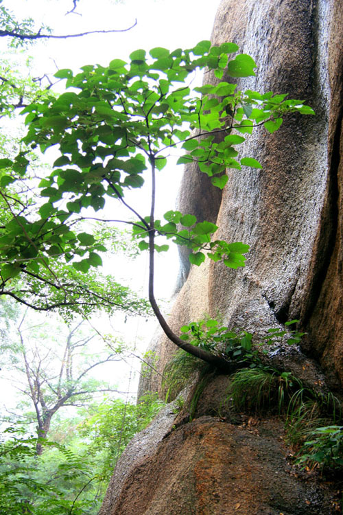嵖岈山小景