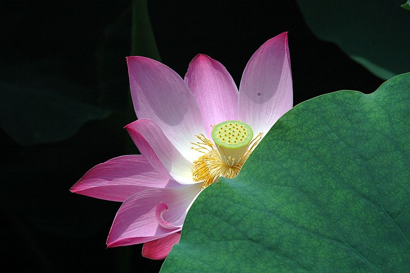 也拍荷花