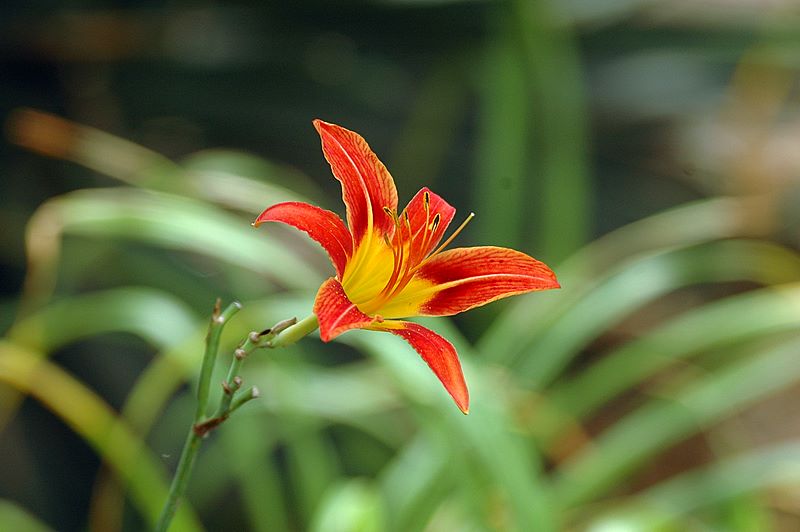 随拍花草（向各位请教）